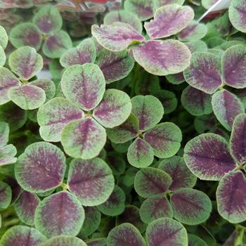 Trifolium repens - 'Atropurpureum' Black-Leaved Clover