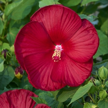 Hibiscus moscheutos 'Ambizu' - Honeymoon Deep Red Hibiscus