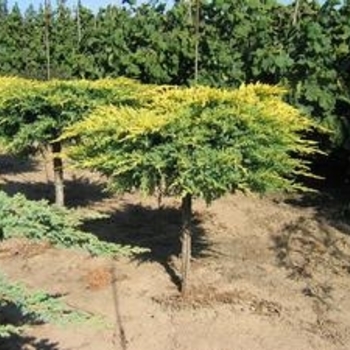 Juniperus x media 'Daub's Frosted (tree form)' - Daubs Frosted Juniper Tree Form