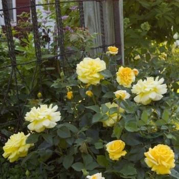 Rosa Balage 'High Voltage' - High Voltage Easy Elegance Yellow Rose