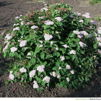 Spiraea betulifolia Tor - Tor Spirea