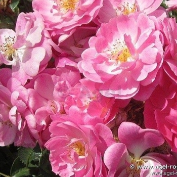 Rosa Magic Mediland - Magic Mediland Rose