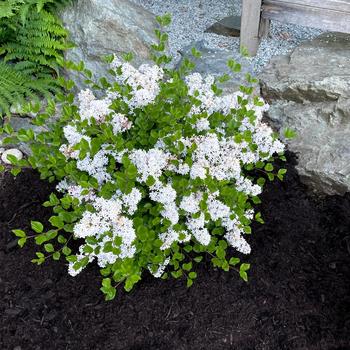 Syringa - Pearl Potion&trade; Lilac