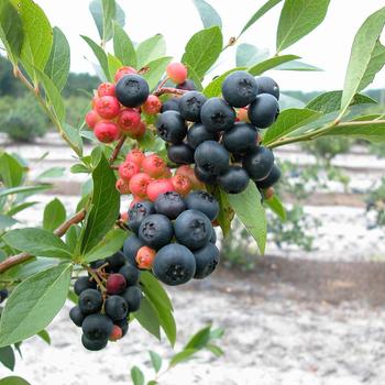 Vaccinium - 'Nocturne' Blueberry