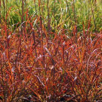 Andropogon gerardii - 'Red October' Big Bluestem
