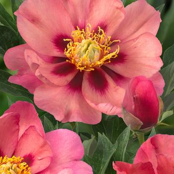 Paeonia - 'Old Rose Dandy' Itoh Peony