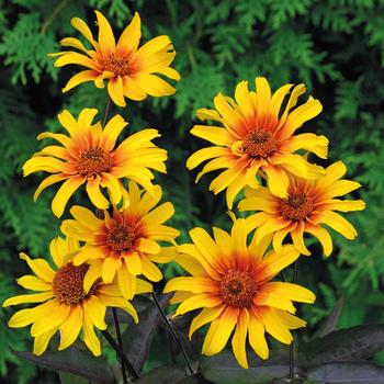 Heliopsis helianthoides v. scabra - 'Burning Hearts' False Sunflower