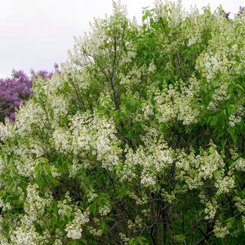 Syringa vulgaris - 'Primrose' Lilac
