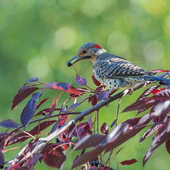 Prunus virginiana - Canada Red Chokecherry