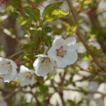 Prunus incisia - 'Little Twist&reg;' Fuji Cherry