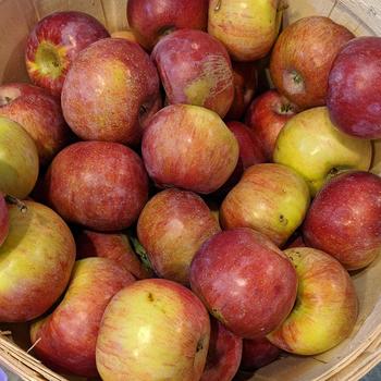 Malus 'Cortland' - Cortland Apple