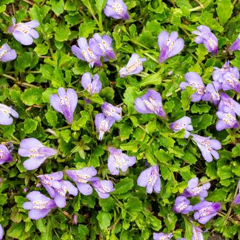 Mazus reptans - Mazus
