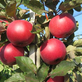 Malus (Apple) - Fruit Snacks&reg; All Red&trade;