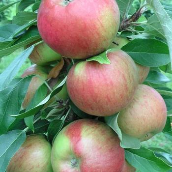 Malus (Apple) - Fruit Snacks&reg; Sweet Treat&trade;