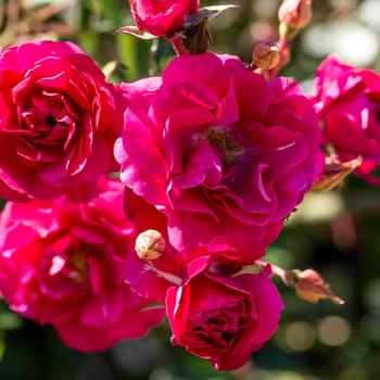Rosa 'Meipsidue' - Fire Meidiland&reg; Rose