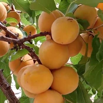 Prunus Gilgat - Gilgat Apricot