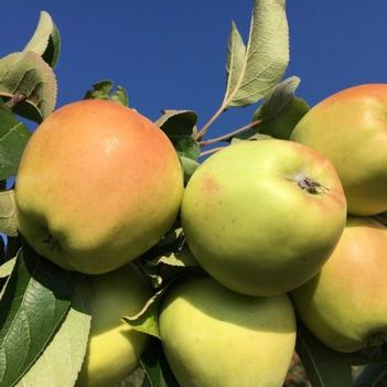 Malus domestica - Candy Crisp Apple