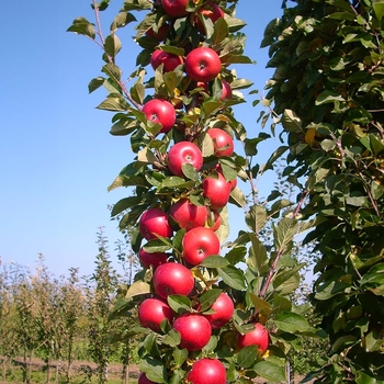 Malus Fruit Snack 3 in 1 - Fruit Snack 3 in 1 Apple Tree