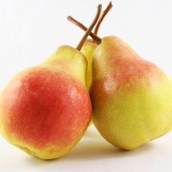 Pyrus - 3-in-1 Fruiting Pear