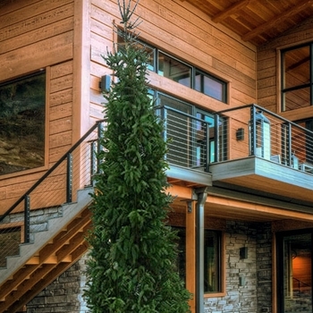 Picea mariana - Columnar Black Spruce