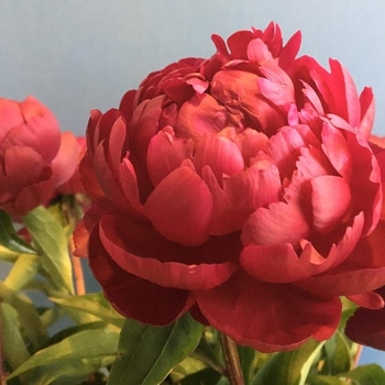 Paeonia lactiflora - 'Benjamin Franklin' Peony