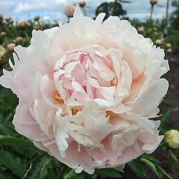 Paeonia lactiflora Frances Willard - Frances Willard Peony