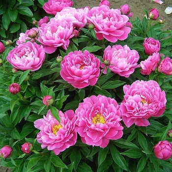 Paeonia lactiflora Nice Gal - Nice Gal Peony