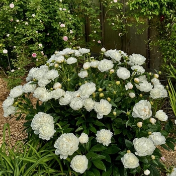 Paeonia lactiflora White Frost - White Frost Peony