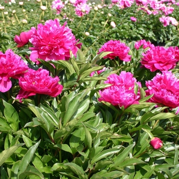 Paeonia lactiflora 'Shawnee Chief' - Shawnee Chief Peony