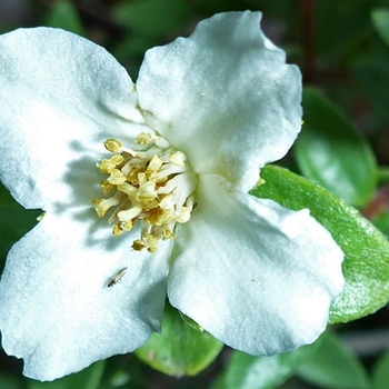 Philadelphus microphyllus - Littleleaf Mockorange