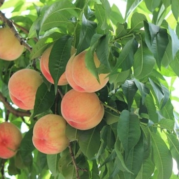 Prunus persica - 'Hale Haven' Dwarf Peach Tree