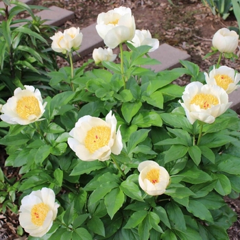 Paeonia - 'Silver Dawn' Peony