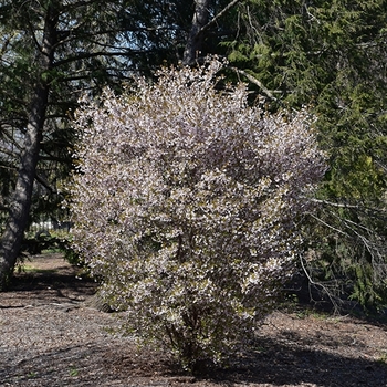 Prunus incisia - 'Little Twist&reg;' Fuji Cherry