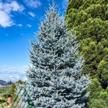 Picea pungens - 'Bonny Blue' Colorado Spruce
