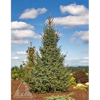 Picea omorika - 'Silberblue' Serbian Spruce (Silver Blue)