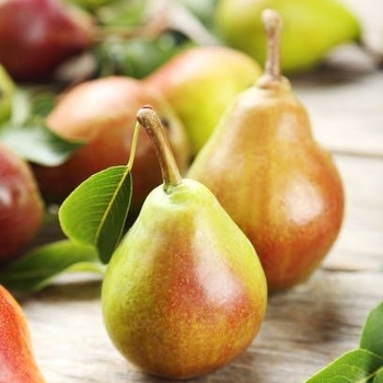 Pyrus - 4-in-1 Fruiting Pear