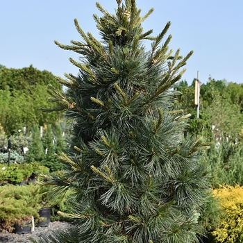 Pinus flexilis - 'Northern Blue' Limber Pine
