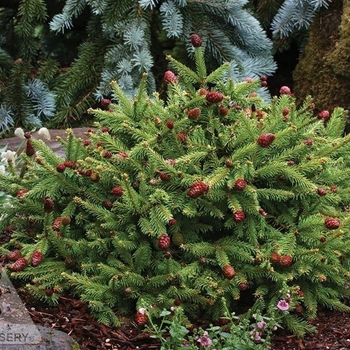 Picea abies - 'Pusch' Dwarf Norway Spruce