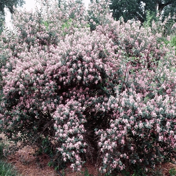 Lonicera korolkowii 'Cheyenne Pink Velvet' - Cheyenne Pink Velvet Honeysuckle