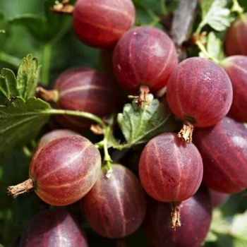 Ribes oxyacanthoides 'Jahn's Prairie' - Jahn's Prairie Gooseberry