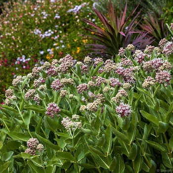 Asclepias speciosa - Showy Milkweed