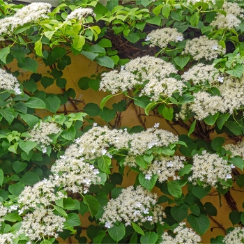 Hydrangea anomala - Climbing Hydrangea