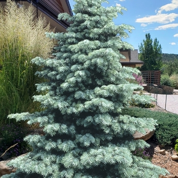 Abies concolor (White Fir) - 'Swift's Silver'