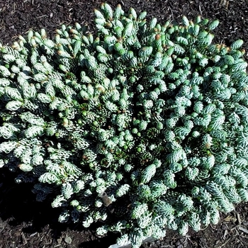 Abies koreana - 'Kahout's Icebreaker' Korean Fir