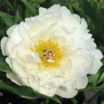 Paeonia ‘Love Affair’ - Love Affair Itoh Peony