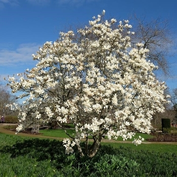 Magnolia x loebneri - 'Ballerina' Magnolia