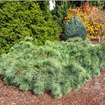 Pinus strobus 'Ground Hugger' - Ground Hugger White Pine