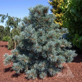 Pinus parviflora 'Blauer Engel' - Blue Angel Japanese White Pine