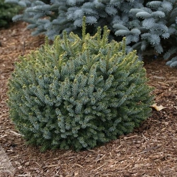 Picea omorika - 'Nana' Dwarf Serbian Spruce