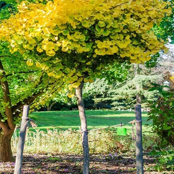 Ginkgo biloba - 'Mariken' Ginkgo Tree